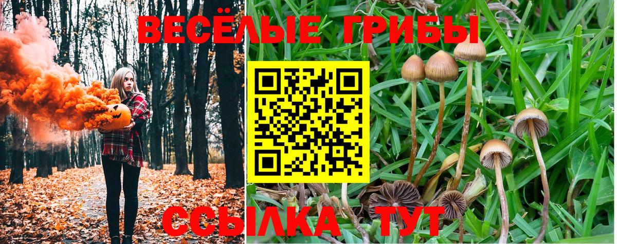 цена   Псилоцибиновые грибы Psilocybine cubensis  Вход с VPN  Ижевск  Галлюциногенные грибы Psilocybe 